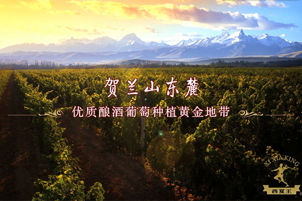 公司多元化战略新品亮相-西夏王酒之道系列红酒